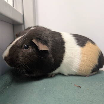 Rescue Guinea Pig Guinea Pigs for Adoption in New Castle, Delaware - Raspberry | PetCurious